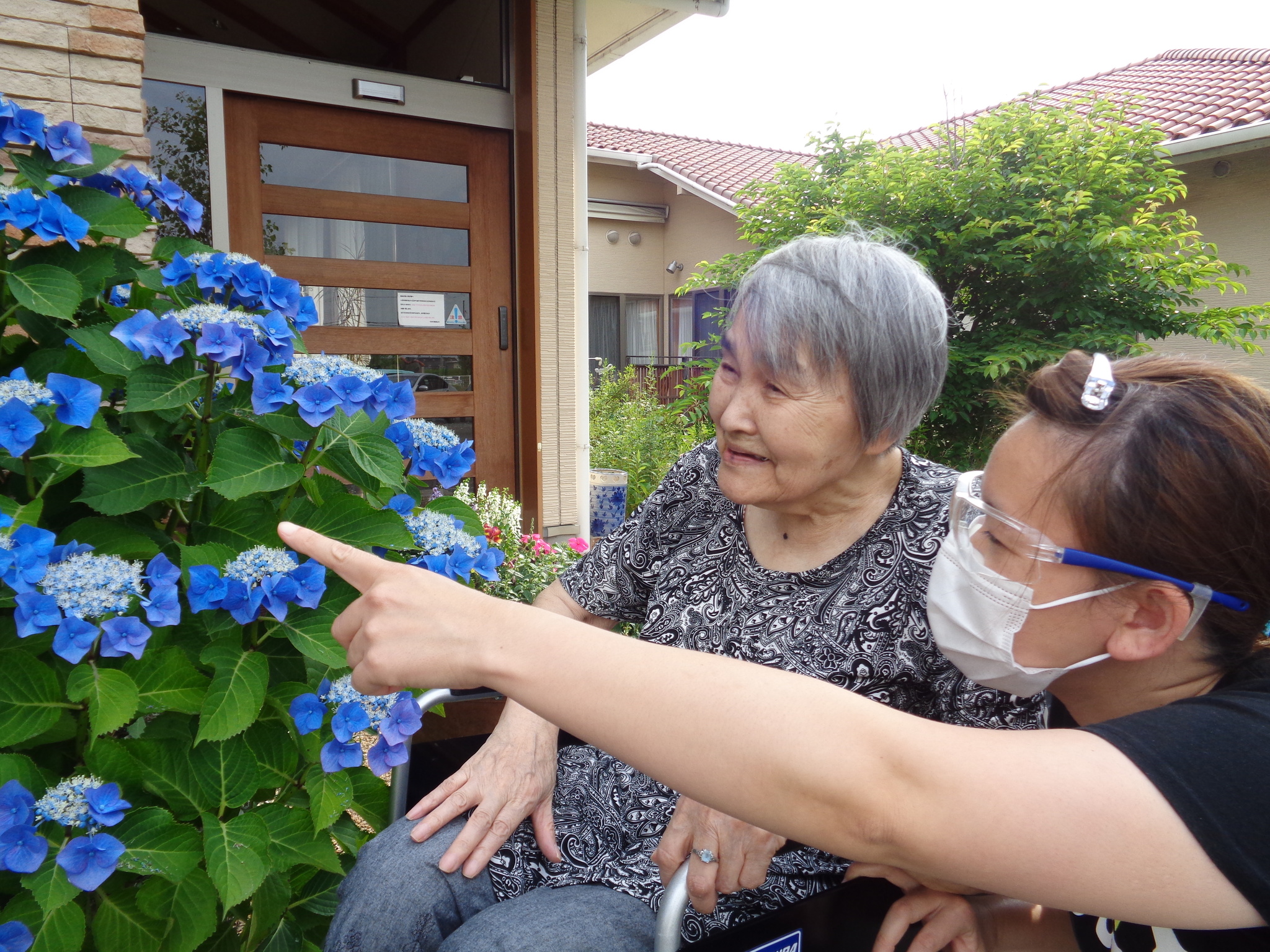 紫陽花